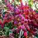 مشاور باغات پسته ی میرال در کرج