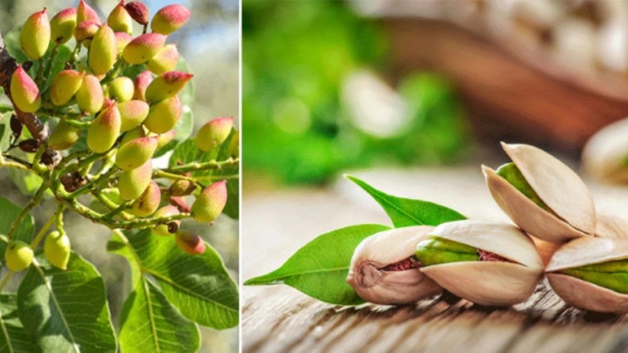 تولید و فروش کود ارگانیک مخصوص باغات پسته در کرج